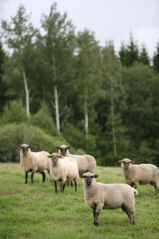 Lai pļava attīstītos dabiski, nepieciešami mājdzīvnieki, kas to “sakopj”.