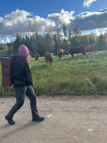 Latvijas apceļotājiem dabiska pļava, kurā ganās mājlopi, ir nenovērtējama pieredze.