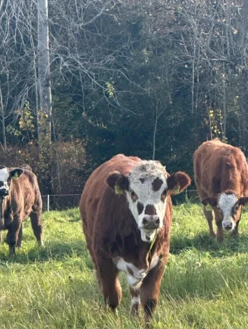 Vairums lopkopju dzīvniekus tur novietnēs, tāpēc tikšanās ar ganāmpulku ir pārsteigums gan cilvēkam, gan arī dzīvniekam.