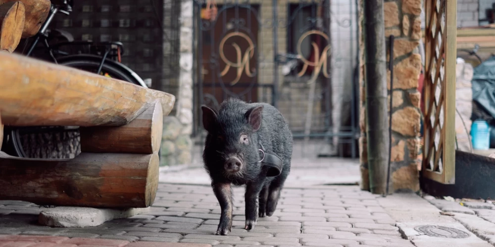 Mūžībā devusies tautā iemīļotā Vjetnamas pundurcūciņa Žoriks. 