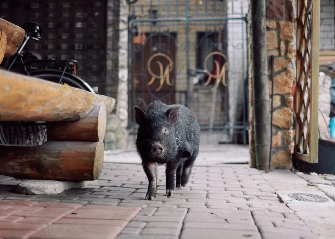 Mūžībā devusies tautā iemīļotā Jelgavas pundurcūciņa Žoriks