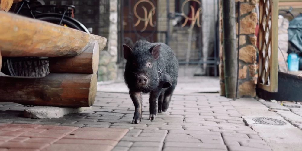 Умер любимый всеми вьетнамский карликовый поросенок Жорик.