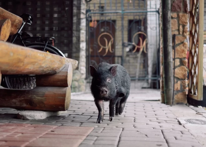 Умер Жорик, карликовый поросенок, известный многим жителям Елгавы