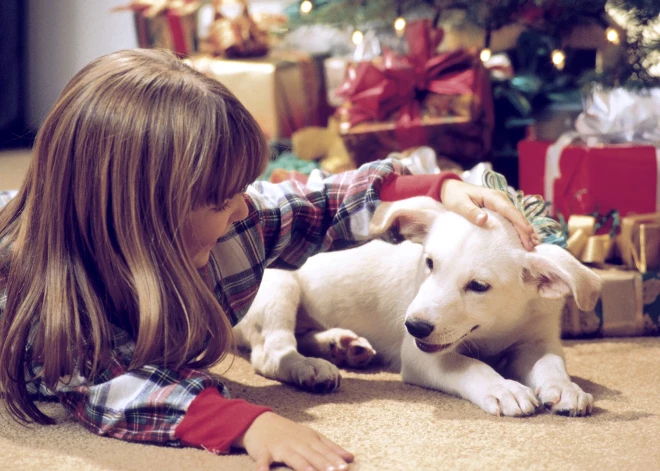 Kucēns zem eglītes – dāvana, kas var pārvērsties sāpīgā kļūdā