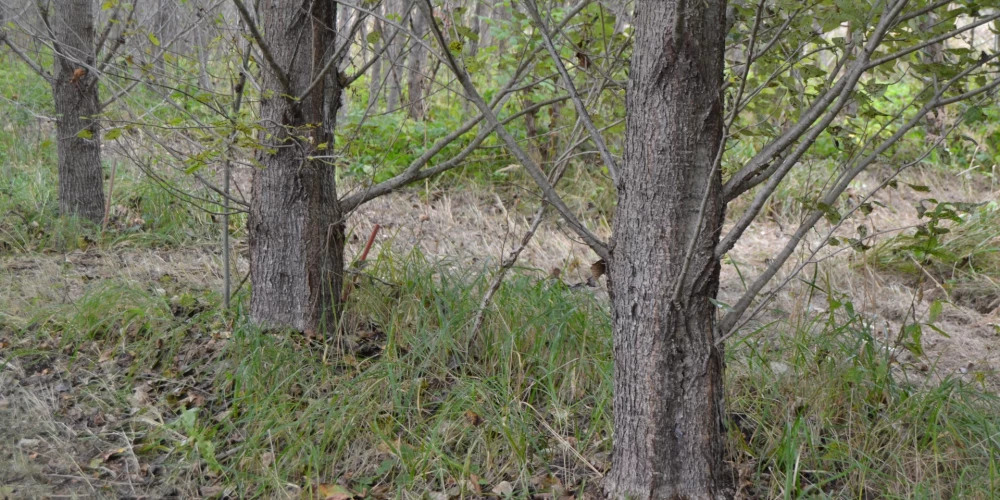 Desmit gadus augušu ar 20 cm  spraudeņiem stādītu, vienreiz retinātu papeļu rinda, kur attālums starp kokiem 1 x 3,5 metri. 