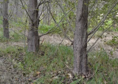 Ātri augošā meža perspektīvas Latvijā