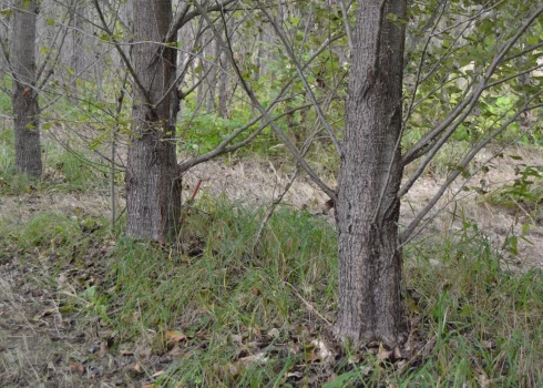 Desmit gadus augušu ar 20 cm  spraudeņiem stādītu, vienreiz retinātu papeļu rinda, kur attālums starp kokiem 1 x 3,5 metri. 