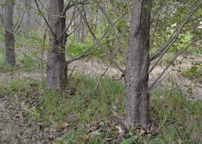 Ātri augošā meža perspektīvas Latvijā