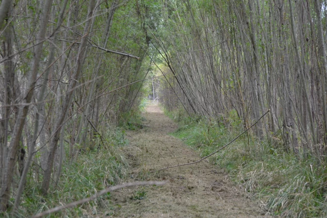 Cieši ar spraudeņiem stādīto ātraudzīgo kārklu slaidajiem stumbriem īss mūžs, strauji auguši, tie ātri noveco.