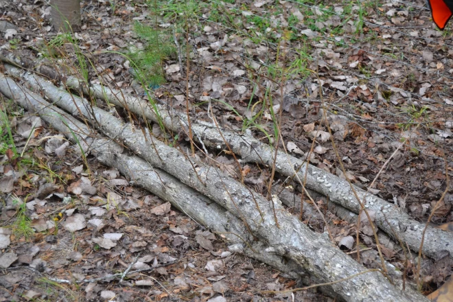 Papeļu dzīvotgriba ir ļoti spēcīga – apsakņojušies un atvases dzen pirms diviem gadiem sētmalē atstātie stumbri.