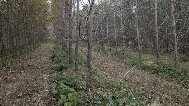 Dažiem kloniem raksturīgi ļoti zaroti stumbri – tie būs piemēroti vējlauzēju joslu ierīkošanai un teritorijas vizuālai nodalīšanai, arī mizas raksti atšķiras.
