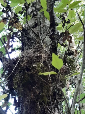 Žuburainajās papeļu pazarēs ligzdo putni. 