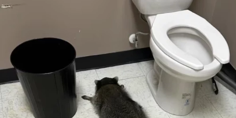 Piedzēries jenots guļ Ešlendas “ABC Store” veikala tualetē (Hanover County Animal Protection and Shelter / Facebook)