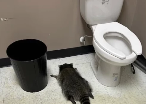 Piedzēries jenots guļ Ešlendas “ABC Store” veikala tualetē (Hanover County Animal Protection and Shelter / Facebook)