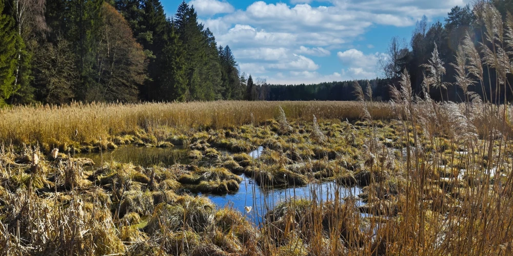 Торфяники — новый щит НАТО на восточном фланге.