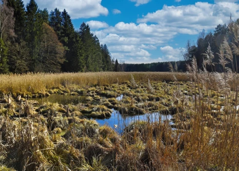 Торфяники — новый щит НАТО на восточном фланге.
