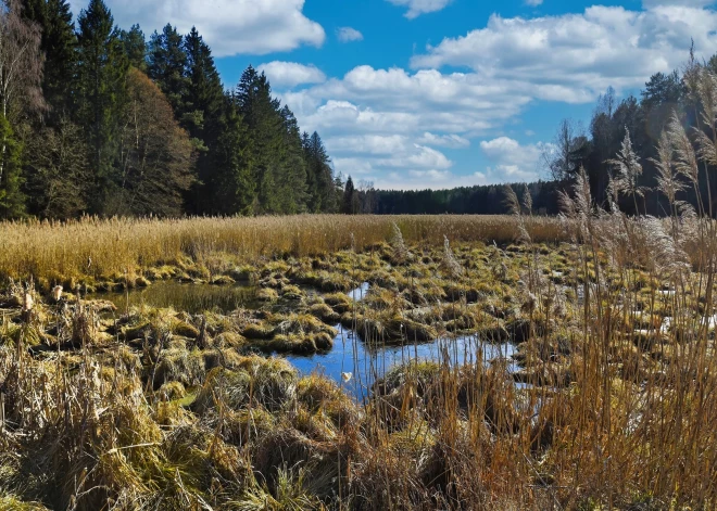 Болота как оружие: Литва и Польша восстанавливают торфяники в качестве способа остановить российские танки