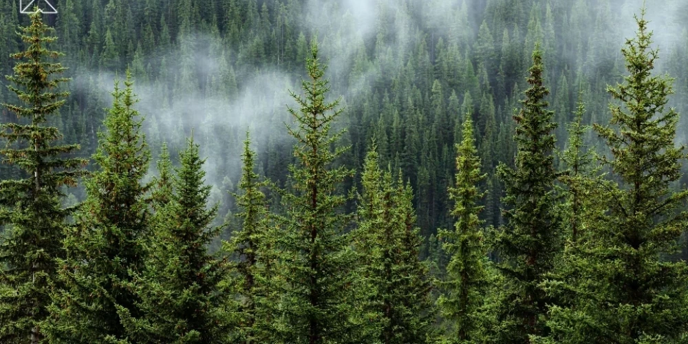 Доходы от вырубки будут направлены на нужды муниципального бюджета.