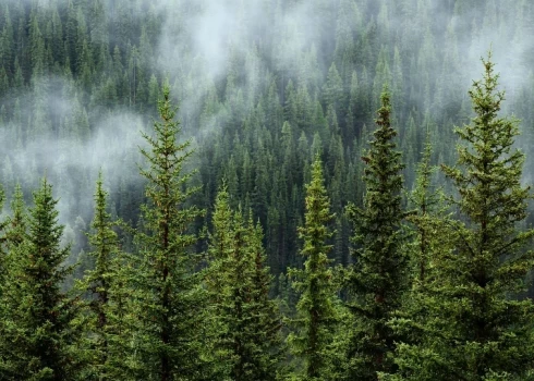 Доходы от вырубки будут направлены на нужды муниципального бюджета.