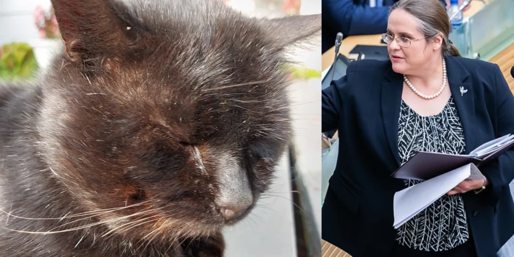 Deputāti atbalsta priekšlikumu, kas paredz, ka sabiedriskā medija ģenerāldirektora atstādināšanas procesā obligāti jāpiedalās deputātes Agnes Širinskienes kaķim.