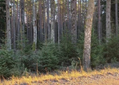 VIDEO: Svētku eglīte no Latvijas valsts mežiem