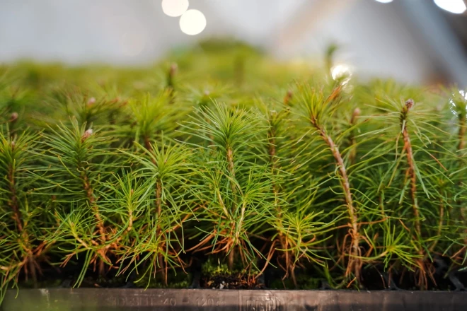 Kokus krustojot, var iegūt arvien labākus un labākus kokus.