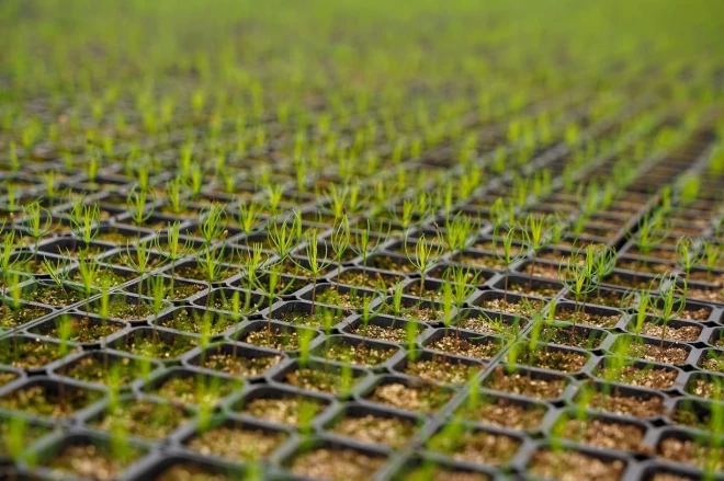 Sēklas izmanto stādu audzēšanai pirmās pakāpes plantācijās.