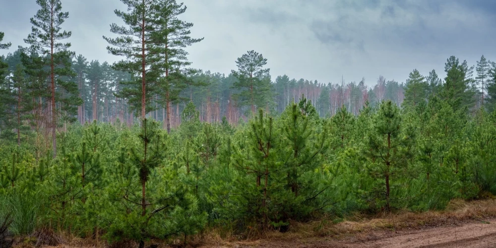 Selekcija un koku audzēšana ir ilgstošs process, kas sākas no sēklām un turpinās jaunaudzēs, līdz noslēdzas ar pieaugušu mežu.