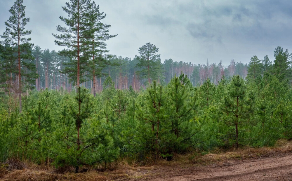 Vai kokam var likt augt ātrāk?