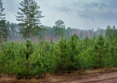 Kā "pierunāt" koku ātrāk augt?