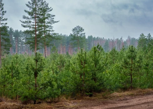 Selekcija un koku audzēšana ir ilgstošs process, kas sākas no sēklām un turpinās jaunaudzēs, līdz noslēdzas ar pieaugušu mežu.
