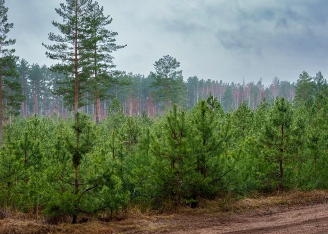 Kā "pierunāt" koku ātrāk augt?