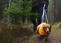 Как легально срубить елку в лесах Латвии к праздникам - строго следуйте инструкциям