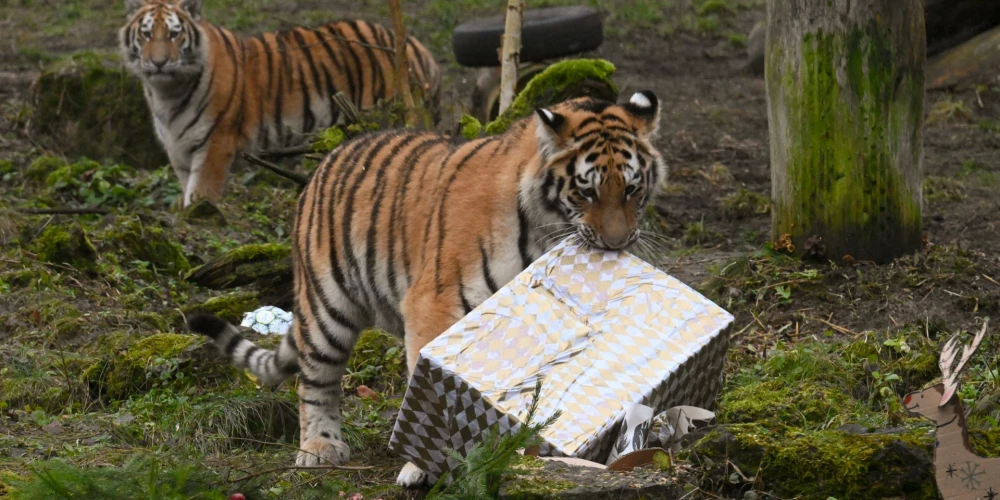 Gaviļnieces Safīra un Auguste (foto: Rīgas zoodārzs)