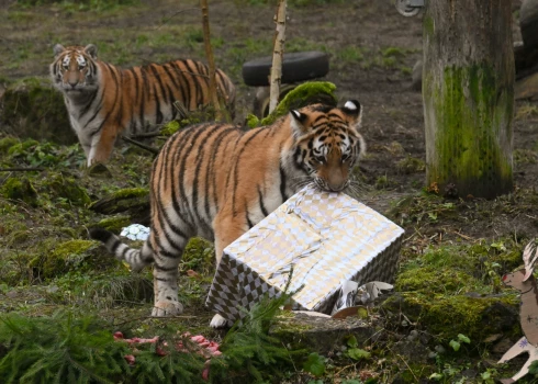 Gaviļnieces Safīra un Auguste (foto: Rīgas zoodārzs)