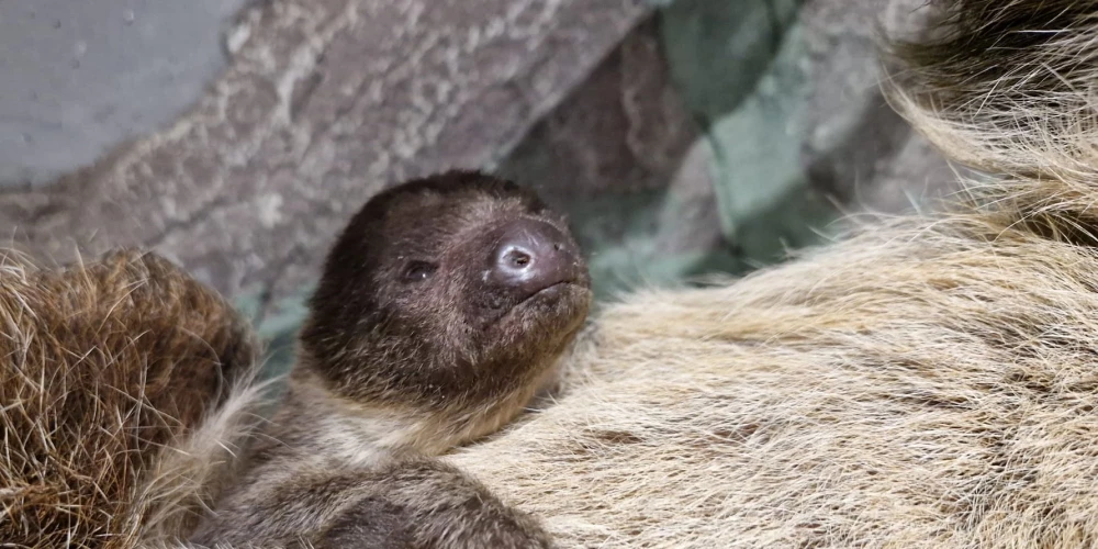 Rīgas zoodārzā pirmo reizi dzimis sliņķu mazulis.