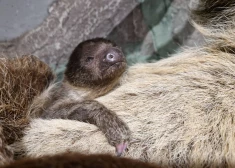 Īpaša dāvana svētkos: pasaulē nācis pirmais sliņķu mazulis Rīgas zoodārza vēsturē