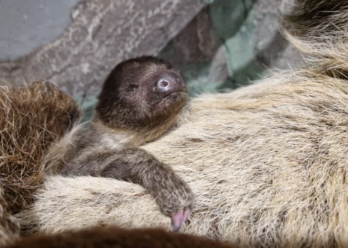Rīgas zoodārzā pirmo reizi dzimis sliņķu mazulis.