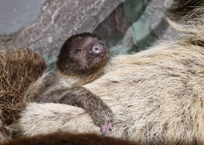 Īpaša dāvana svētkos: pasaulē nācis pirmais sliņķu mazulis Rīgas zoodārza vēsturē. FOTO