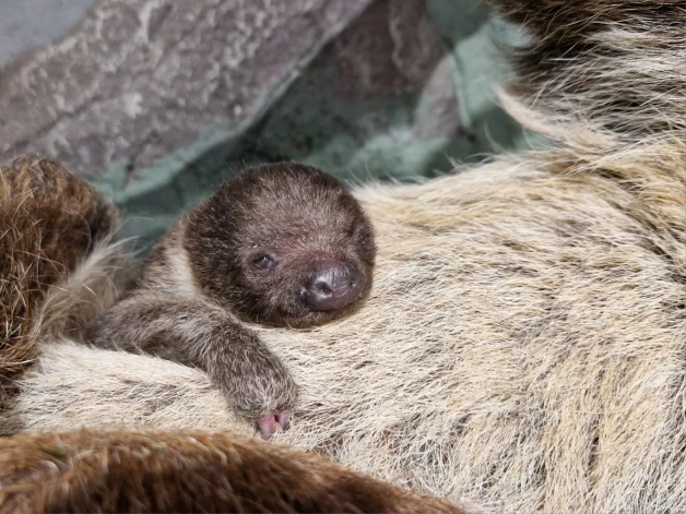 Sliņķu mazulis ir pirmais pēcnācējs vecākiem - mātītei Lelei un tēviņam Lūkasam.