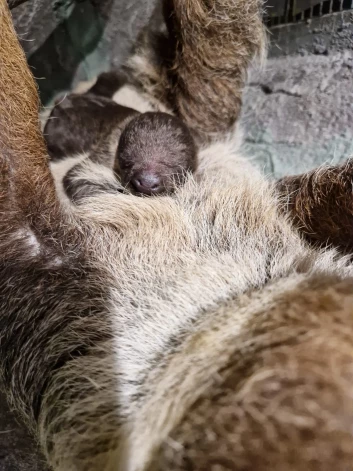 Noskaidrot mazuļa dzimumu varēs tikai pēc pāris mēnešiem.