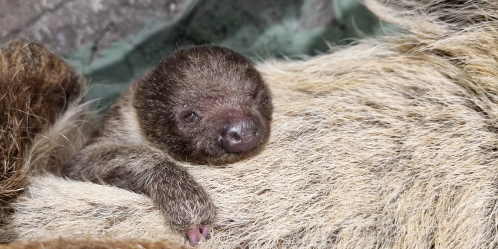 Пока неизвестно, мальчик это или девочка.