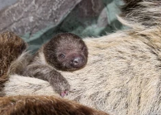 Впервые в истории Рижского зоопарка! Такого пополнения здесь еще не видели 