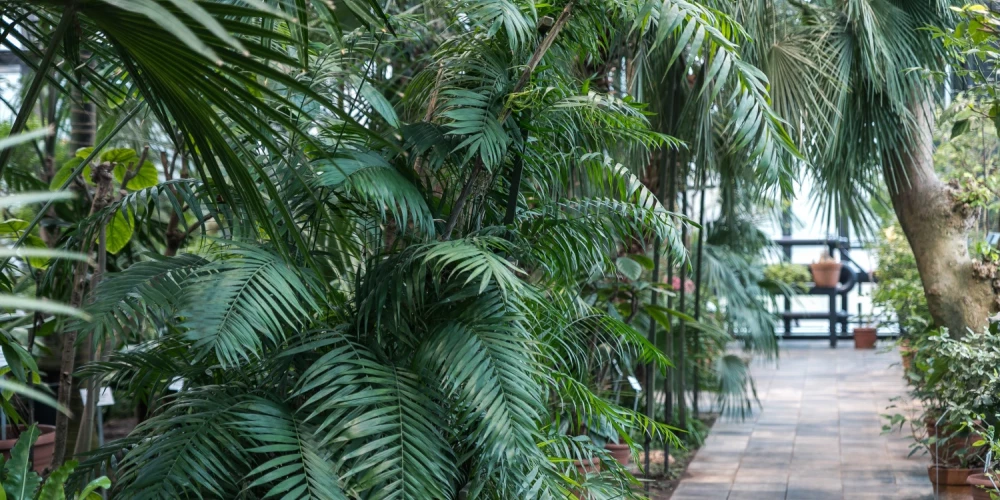 Tropu oāze Rīgas sirdī: LU Botāniskā dārza Palmu māja atdzimst.