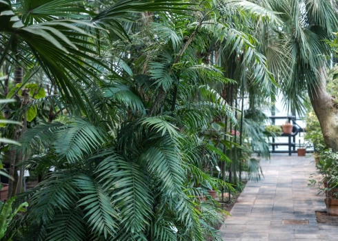 Tropu oāze Rīgas sirdī: LU Botāniskā dārza Palmu māja atdzimst.