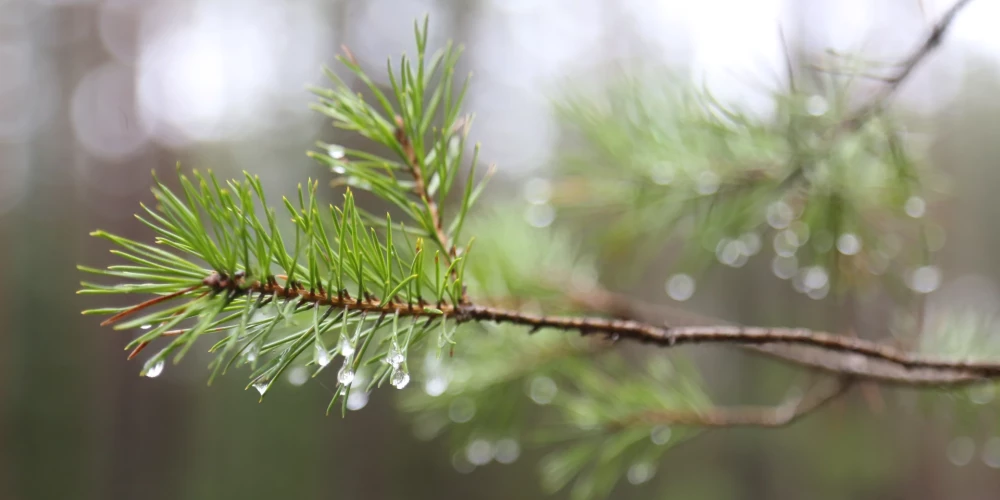 Иллюстративное фото.