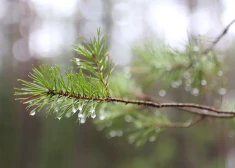 В субботу северо‑западный фронт принесет в Латвию осадки и теплый воздух