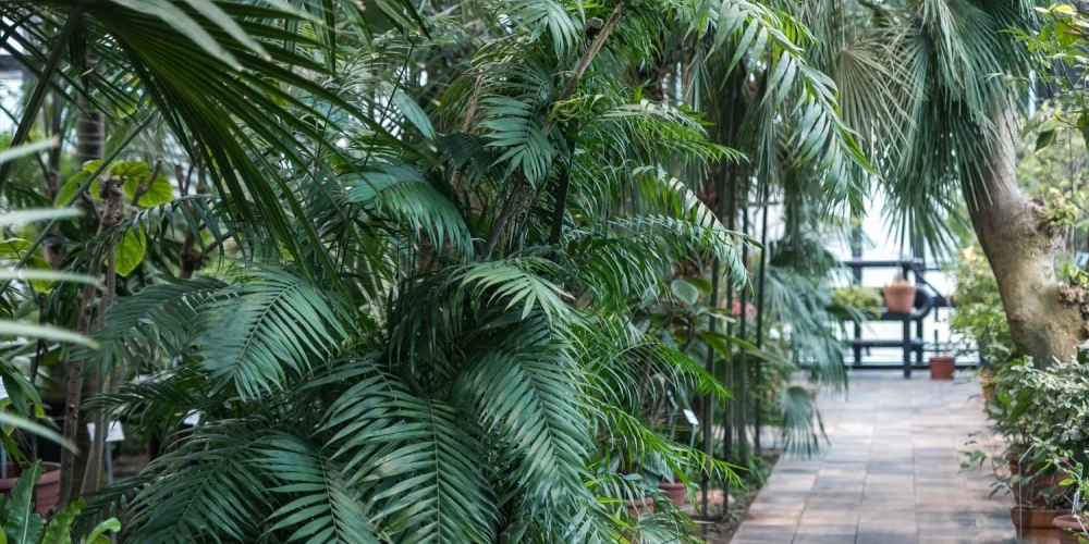 Тропический оазис в самом сердце Риги: возрождается Пальмовая оранжерея Ботанического сада.