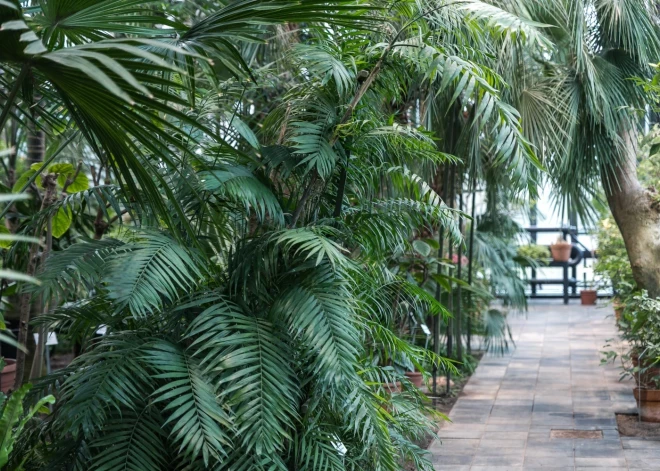 Тропики в Риге: обновленная пальмовая оранжерея Ботанического сада ждет гостей