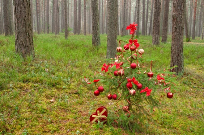 Uz mājām drīksti nest eglīti, kas nav garāka par trim metriem un kuras celma diametrs 10 centimetru augstumā virs sakņu kakla nepārsniedz 12 centimetru.